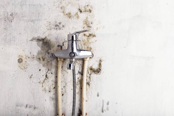 Best Commercial Mold Removal  in West Union, IA