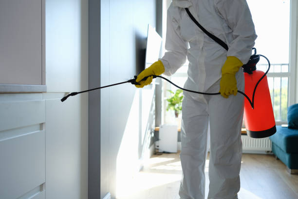 Best Attic Mold Removal  in West Union, IA