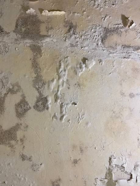 Best Emergency Mold Removal  in West Union, IA