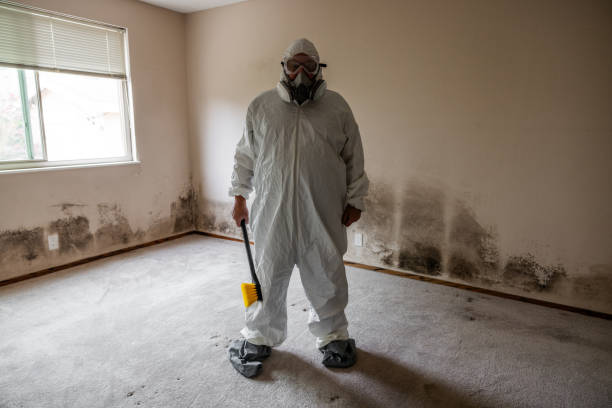 Professional Mold Removal in West Union, IA