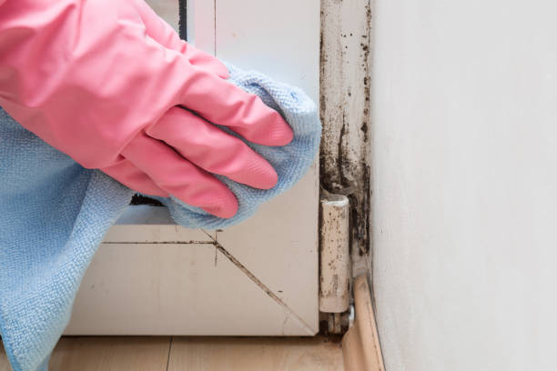 Best Mold Removal Company Near Me  in West Union, IA