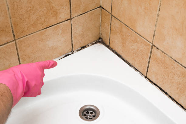 Best Mold Removal Near Me  in West Union, IA